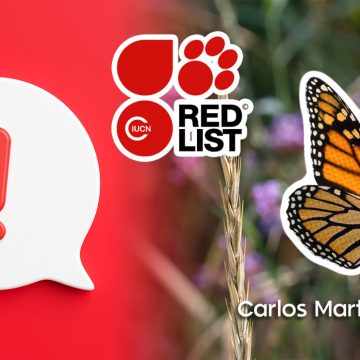 Mariposa monarca en la lista roja de especies “en peligro”