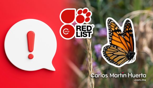 Mariposa monarca en la lista roja de especies “en peligro”