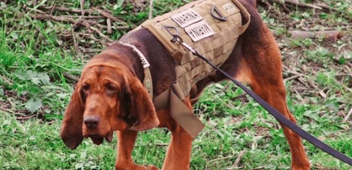 Max, perro entrenado para búsqueda y rescate logró ubicar a Caro Quintero