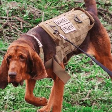 Max, perro entrenado para búsqueda y rescate logró ubicar a Caro Quintero