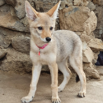 Nacen dos crías de coyote en el Zoológico de Tulancingo