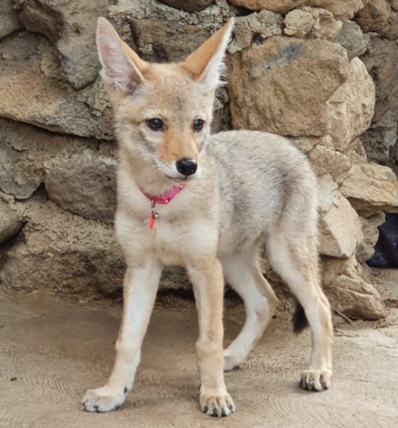 Nacen dos crías de coyote en el Zoológico de Tulancingo