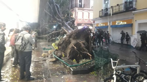 05eb8703-6965-48f4-9abf-e3c35931deee Colapsa árbol y aplasta caseta de periódicos con saldo de un adolescente muerto y tres lesionados