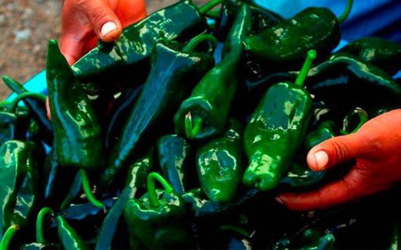 1220139c-8f8d-4c01-a73a-b866d3adced6 Norma Layón presenta la 18a edición de la Feria Nacional del Chile Poblano