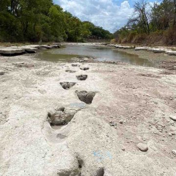 Descubren huellas de dinosaurios en río que cruzaba parque de Texas