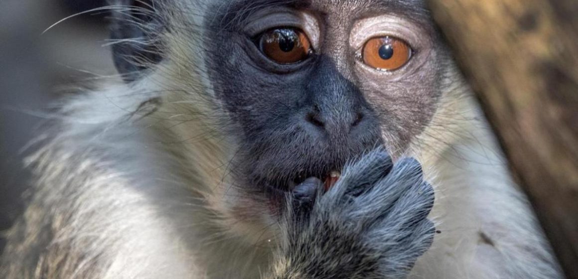 Brasil registra ataques contra primates ante brote de viruela del mono
