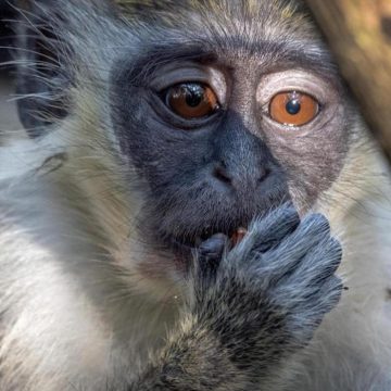 Brasil registra ataques contra primates ante brote de viruela del mono