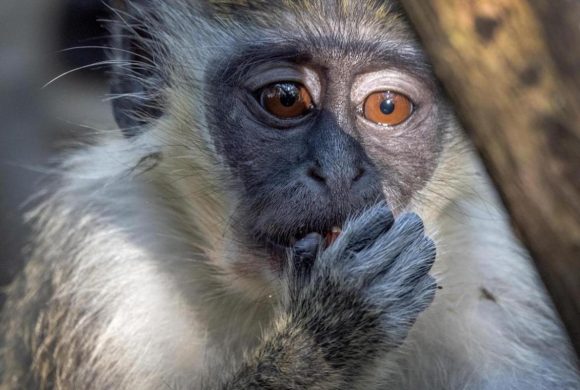 Brasil registra ataques contra primates ante brote de viruela del mono