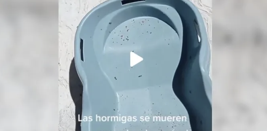 Hormigas se mueren en 5 segundos por el calor en Reynosa Tamaulipas