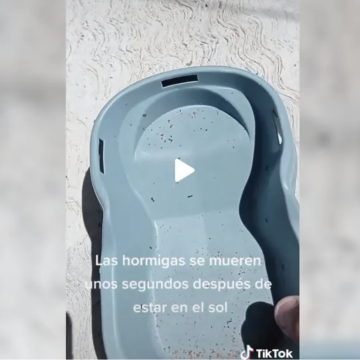 Hormigas se mueren en 5 segundos por el calor en Reynosa Tamaulipas