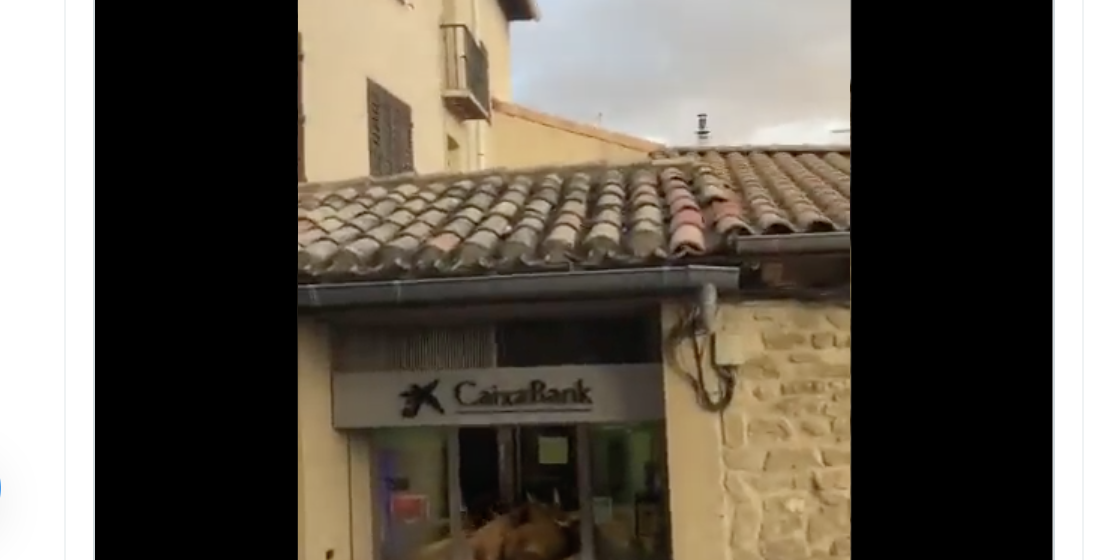 INCREÍBLE  Toros sorprenden ingresando a un banco en España
