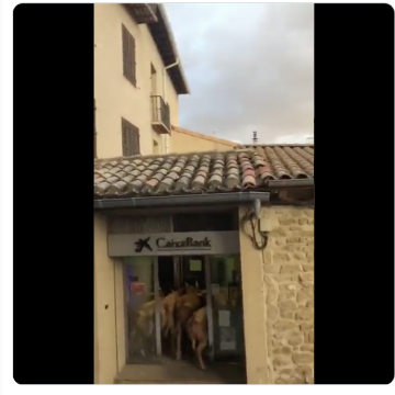 INCREÍBLE  Toros sorprenden ingresando a un banco en España