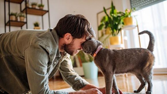 ¿Porqué se celebra el Día del Gato?