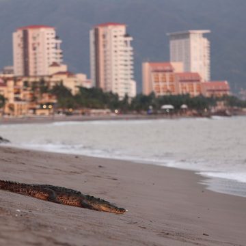 Cierran playa en Nayarit por presencia de cocodrilo en el mar