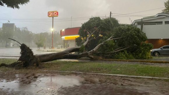 Caída de Arboles en Puebla Reporte final del Ayuntamiento de Puebla por emergencia de lluvias