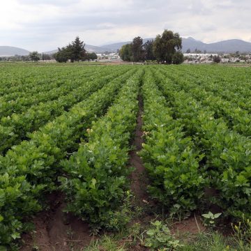 Vincula SDR a productores para exportación de hortalizas a Estados Unidos