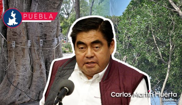 Instruye Barbosa al Ayuntamiento y Medio Ambiente investigar caída de árbol