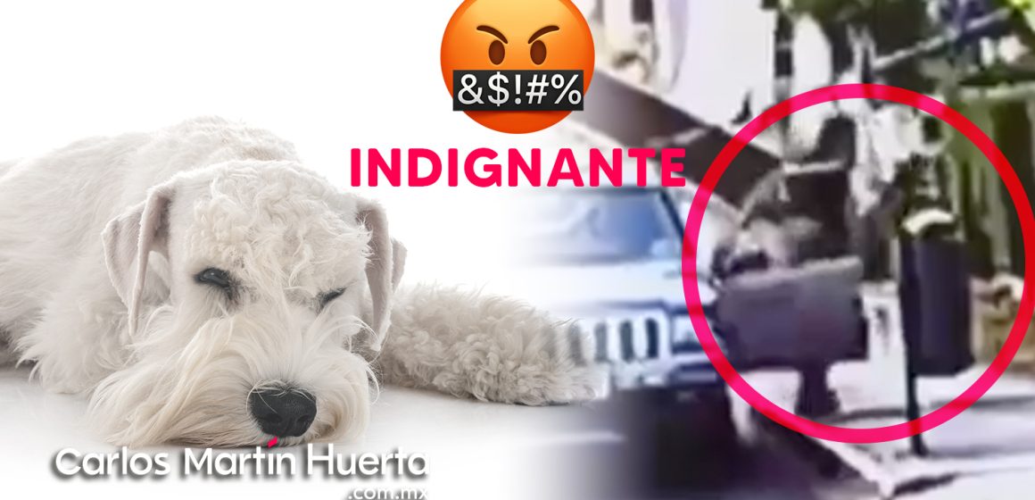 (VIDEO) Abandonan a perrito enfermo en Puebla, el perro fallece al día siguiente