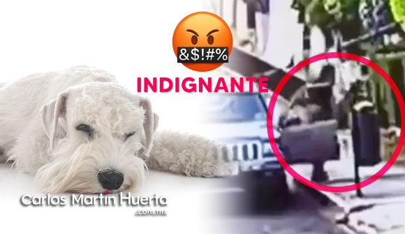 (VIDEO) Abandonan a perrito enfermo en Puebla, el perro fallece al día siguiente