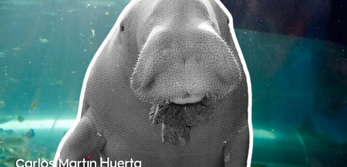 Declaran extinto al Dugongo; mamífero acuático gigante