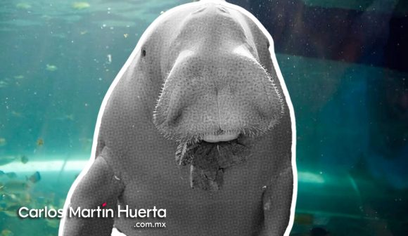 Declaran extinto al Dugongo; mamífero acuático gigante