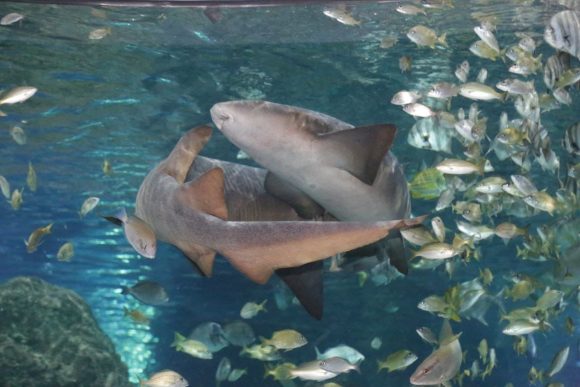 Noche de Museos contará con cuatro nuevos participantes