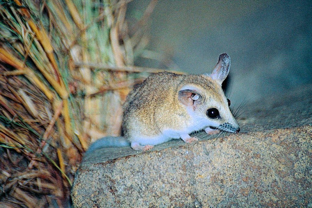 dunnart de cola gorda 1