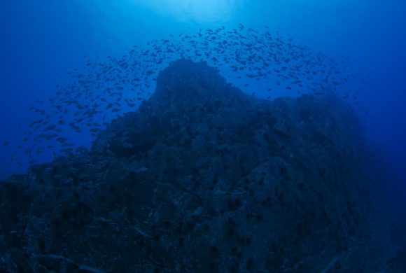 Nombran a tres montañas submarinas en honor a científicos mexicanos