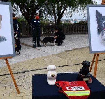 Por envenenar a Athos y Tango, perritos rescatistas, sentencian a 10 años de prisión a  Benjamín ’N’