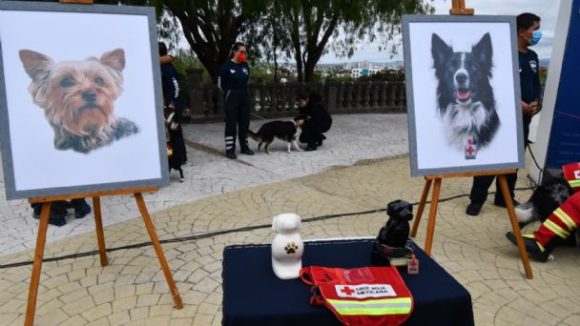 Por envenenar a Athos y Tango, perritos rescatistas, sentencian a 10 años de prisión a  Benjamín ’N’