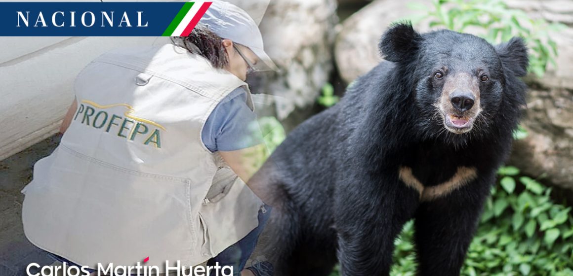 Profepa presenta denuncia penal por asfixia de oso en Coahuila