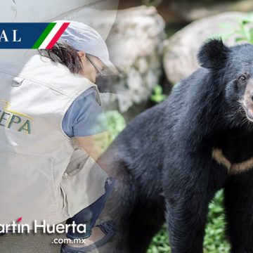 Profepa presenta denuncia penal por asfixia de oso en Coahuila