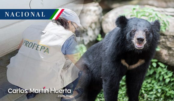 Profepa presenta denuncia penal por asfixia de oso en Coahuila