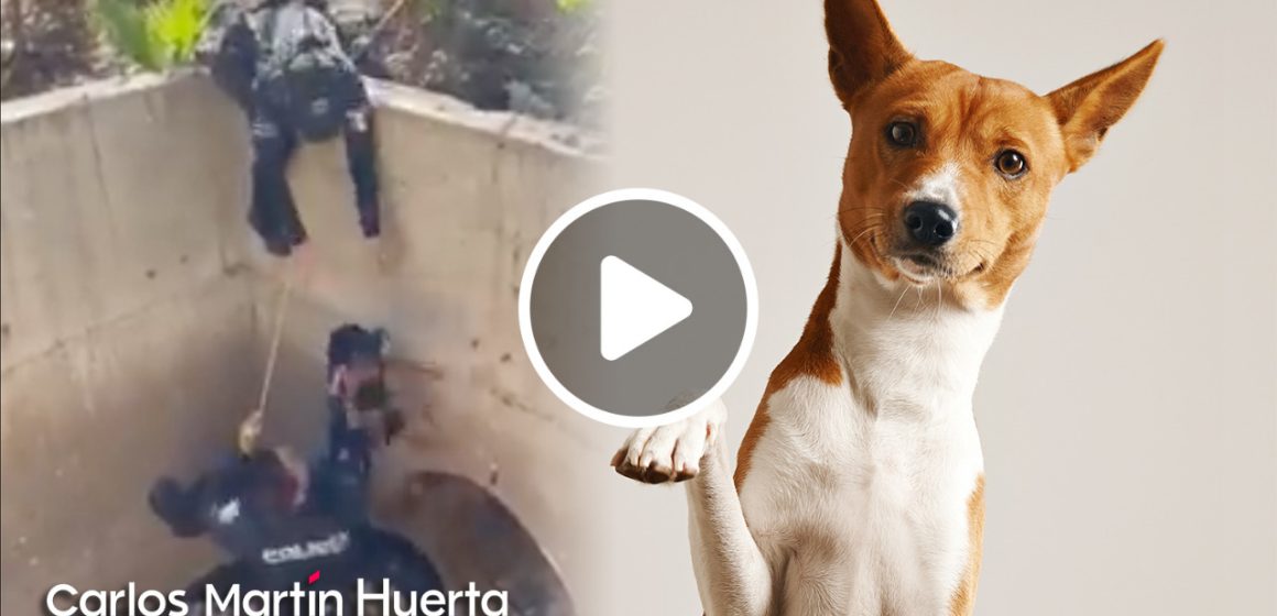 (Video) Rescatan a perrito atrapado en drenaje