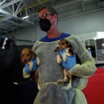 Rescatan a 4 mil perritos Beagles que serían utilizados en experimentos en EU