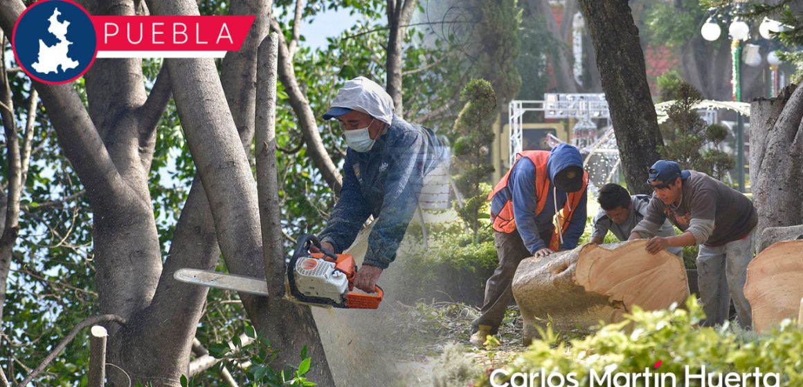 Necesario revisar dictámenes presentados para derribar cinco árboles en el Zócalo