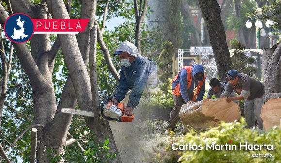 Ayuntamiento de Puebla realizó retiro de seis árboles en el zócalo y Centro