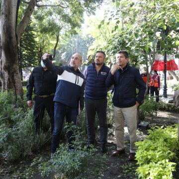 Se retirarán 5 árboles del Zócalo tras ser afectados por lluvias y vientos