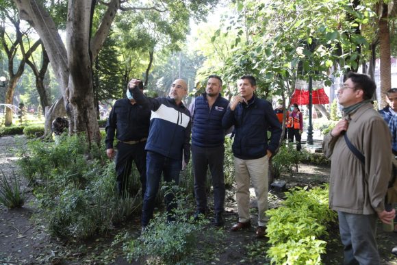 Se retirarán 5 árboles del Zócalo tras ser afectados por lluvias y vientos