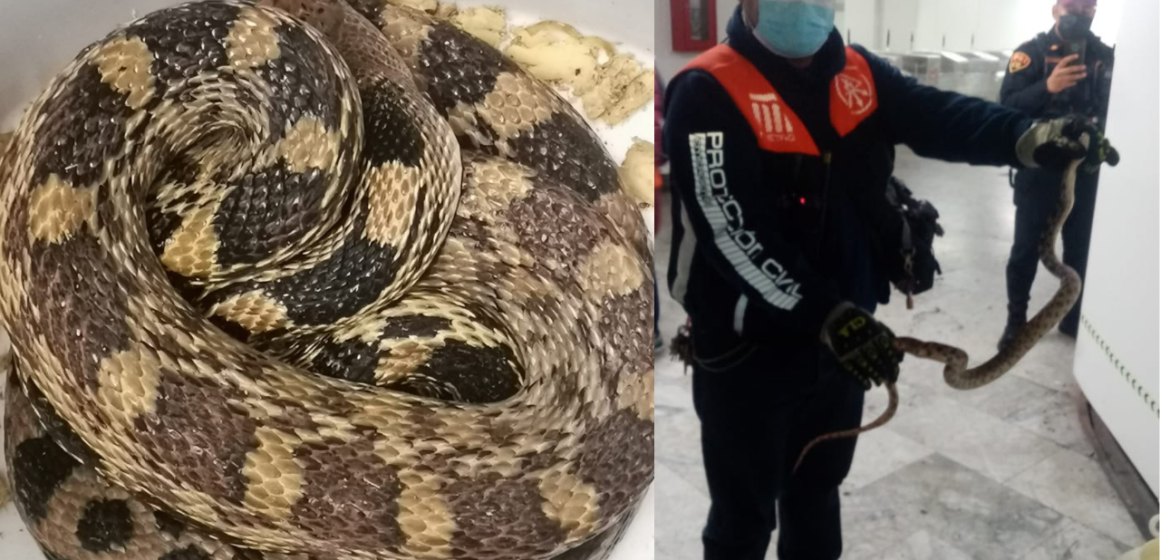 Rescatan a serpiente en la Línea 1 del Metro