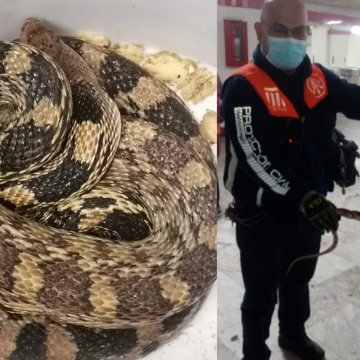 Rescatan a serpiente en la Línea 1 del Metro