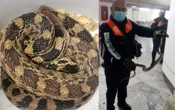 Rescatan a serpiente en la Línea 1 del Metro