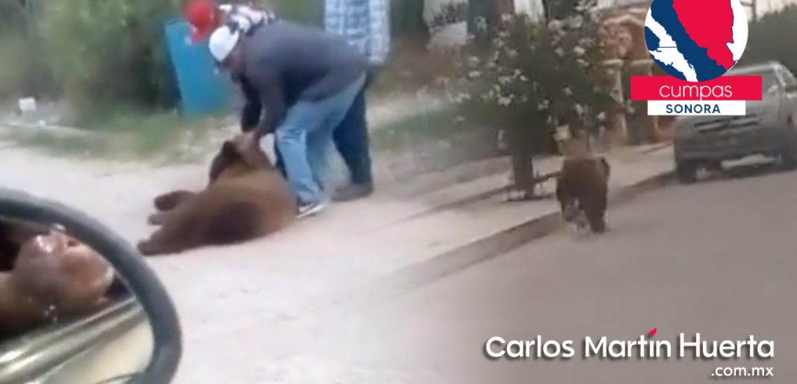 (VIDEO) Matan a oso en Sonora; buscaba comida