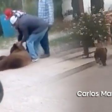 (VIDEO) Matan a oso en Sonora; buscaba comida