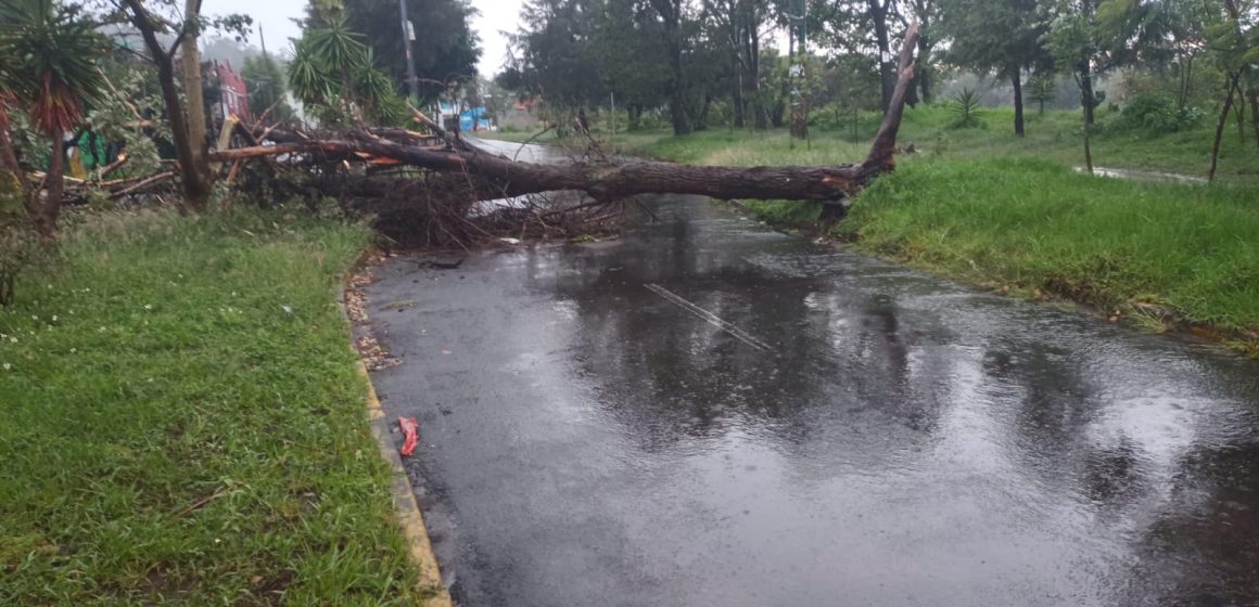 Nueve árboles colapsaron, se vigiló el río Alseseca; casas y un vehículo inundados