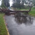 Más de 20 árboles colapsados por lluvias en Puebla; evalúan 3 mil  más en riesgo