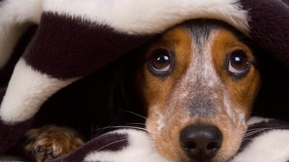 ¿Qué hacer si tu perro tiene miedo a los cohetes?