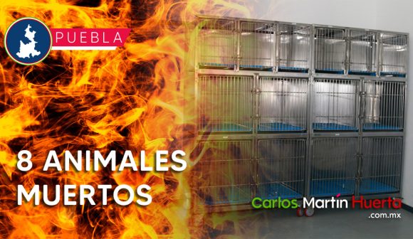 Queman veterinaria en Cholula y mueren mascotas