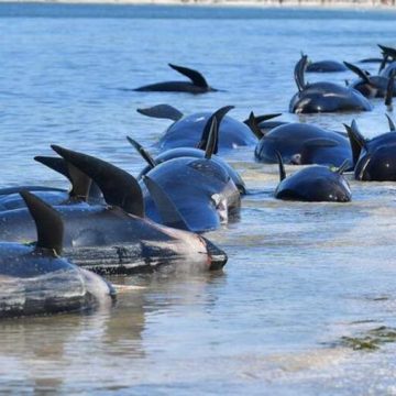 250 ballenas piloto fallecieron varadas en isla de Nueva Zelanda