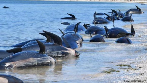 250 ballenas piloto fallecieron varadas en isla de Nueva Zelanda